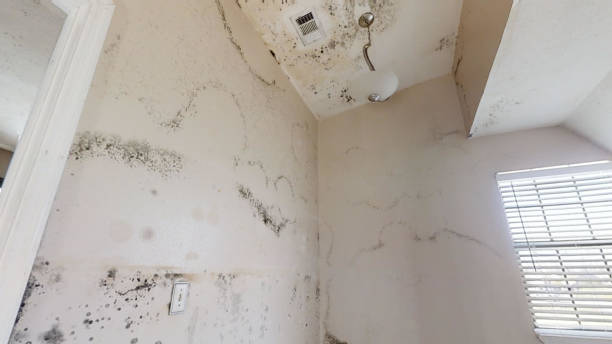 Best HVAC Mold Inspection and Cleaning  in Napa, CA
