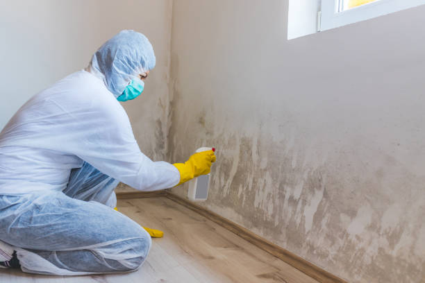Best Basement Mold Removal  in Napa, CA