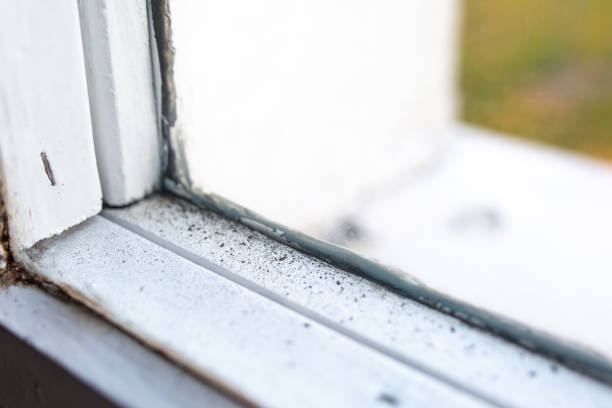 Forensic Mold Investigation in Napa, CA