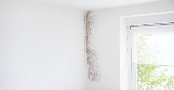  Napa, CA Mold Removal Pros