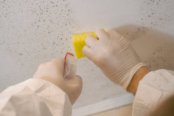 Best Mold Prevention Services  in Napa, CA