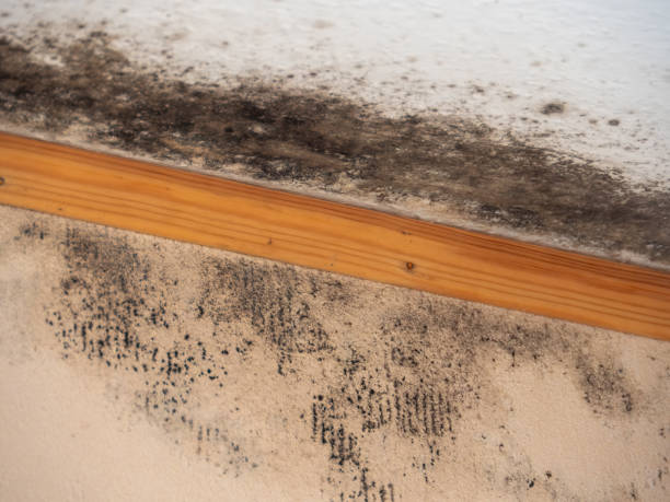 Napa, CA Mold Removal Company