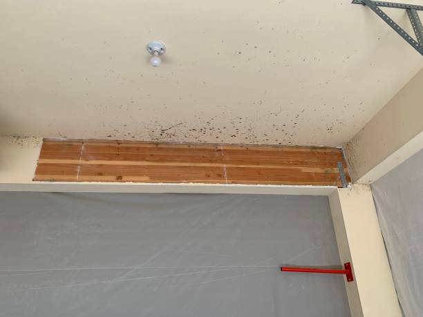 Best Comprehensive Air Testing for Mold Contaminants  in Napa, CA