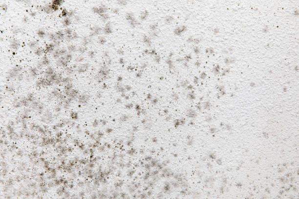 Best Industrial Mold Remediation  in Napa, CA
