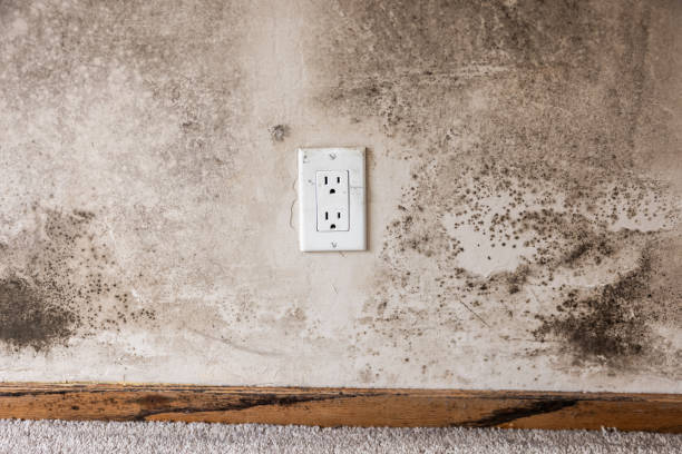 Best Post-Construction Mold Inspection  in Napa, CA